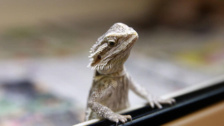 The Terrifying Reason We're Talking About Lizard Squad Again